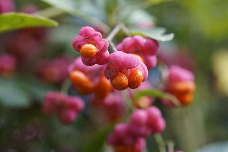 Enchanted Fruit
