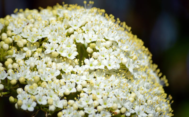 Elderberry