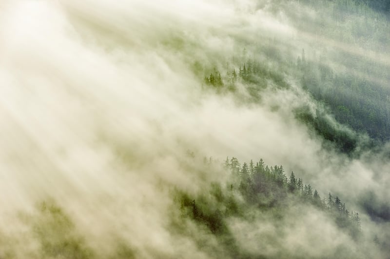 Mystical Forest