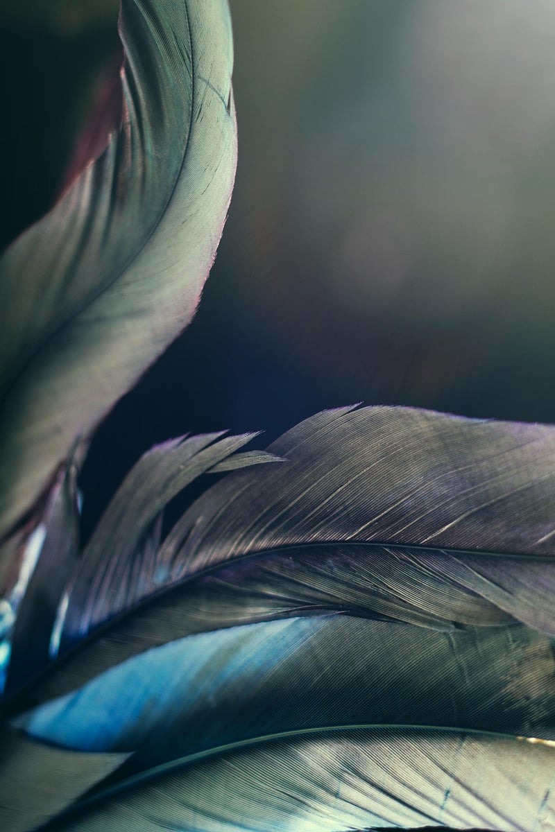 Mystic Mushrooms