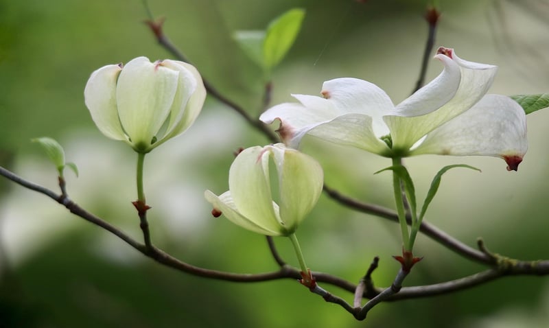 Snowberry